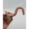 Tige Python Peecock